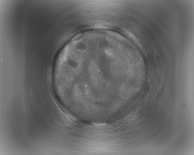 X0000071900299200607212023