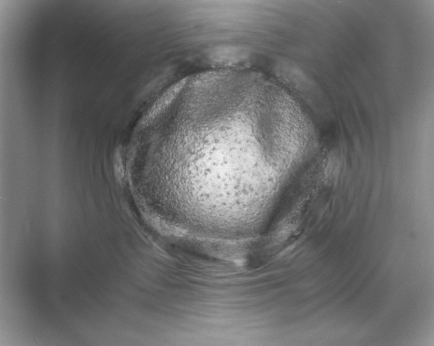 X0000071900335200607212023