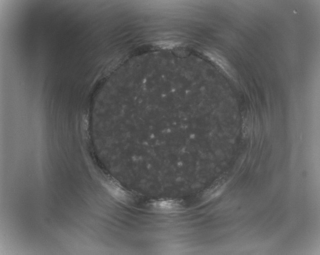 X0000071900365200607212022