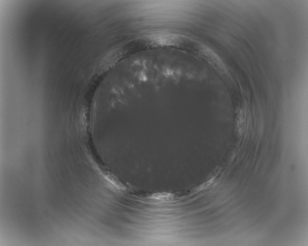 X0000071900410200607212021