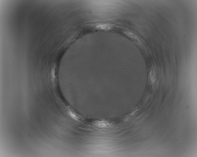 X0000071900424200607212021