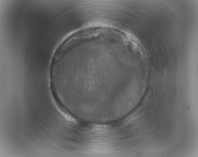 X0000071900438200607212020