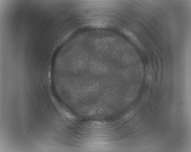 X0000071900494200607212020