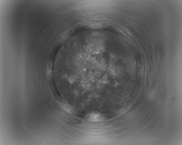 X0000071900507200607212020