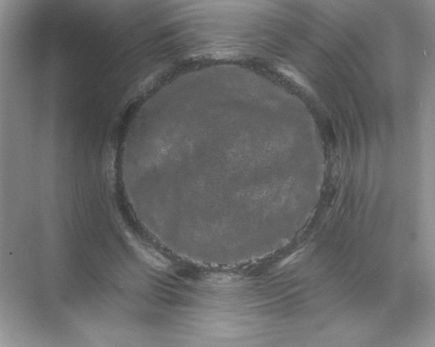 X0000071900542200607212019