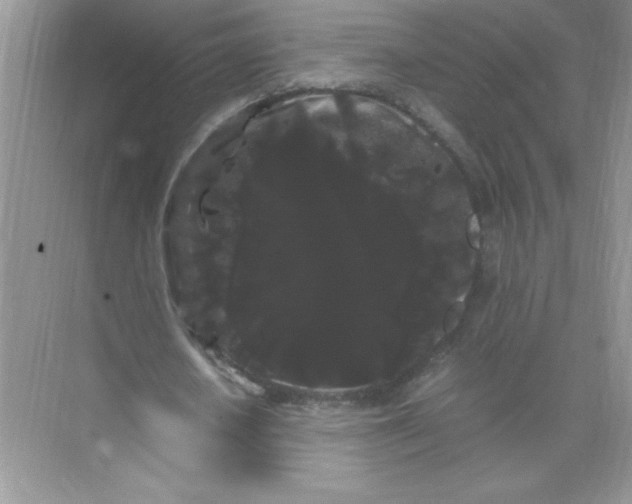 X0000071900626200607212017