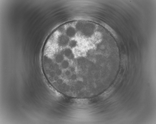 X0000071900856200607212014