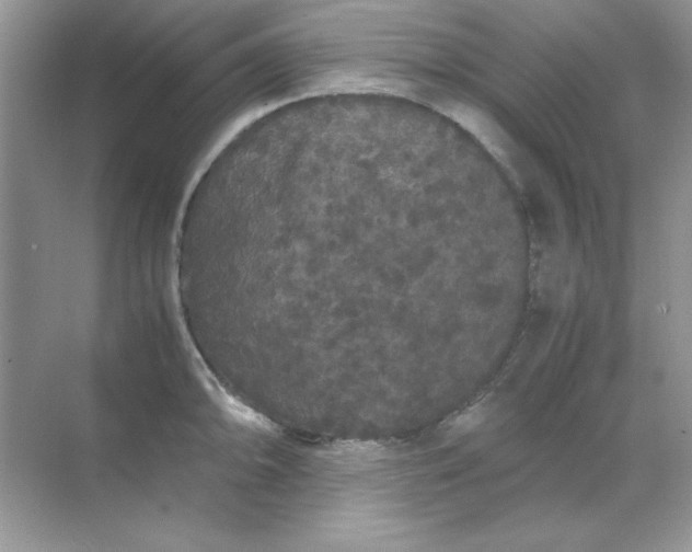 X0000071901094200607212010