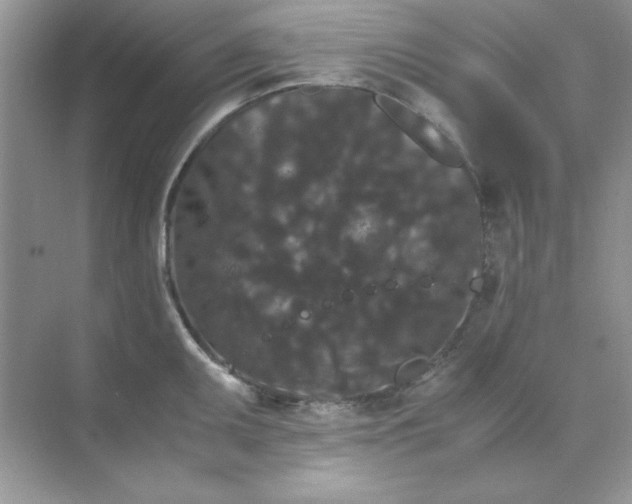 X0000071901095200607212010