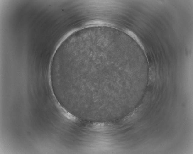 X0000071901098200607212010