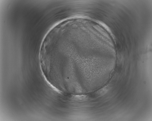 X0000071901335200607212006