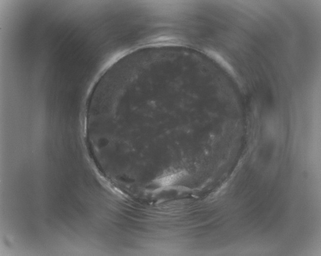 X0000071901413200607212004