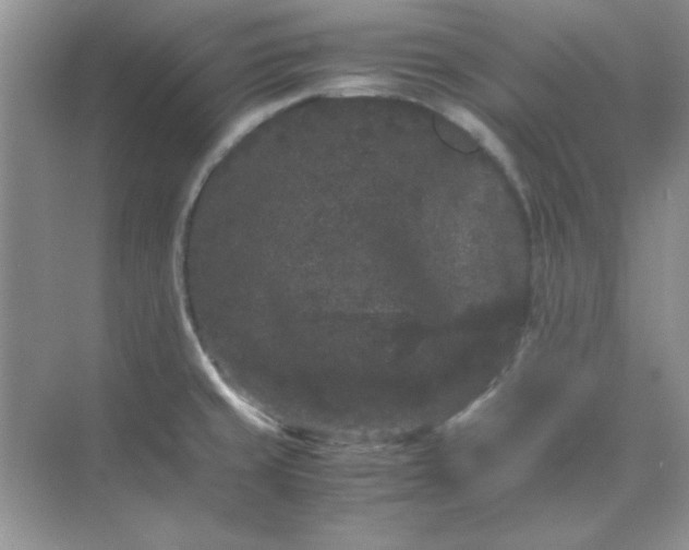 X0000071901429200607212005