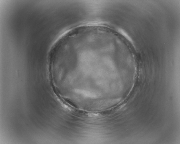 X0000071901456200607212004