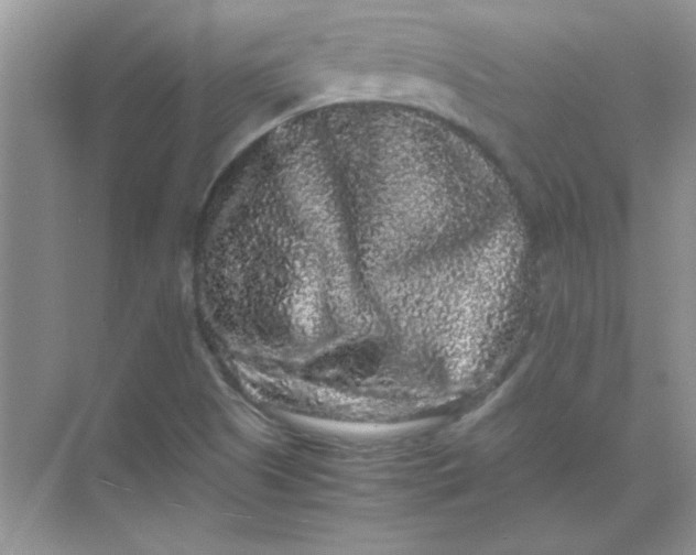 X0000071901505200607212003