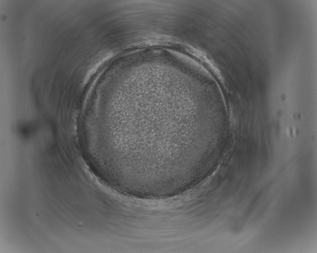 X0000071900010200607281815