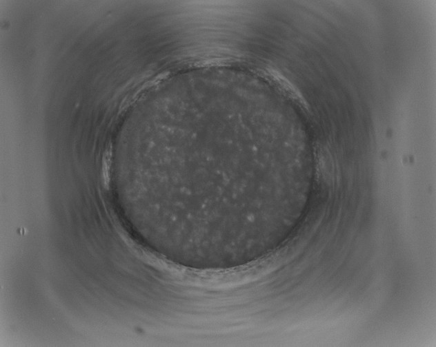 X0000071900026200607281814