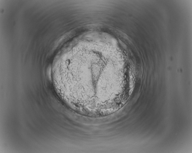 X0000071900047200607281814