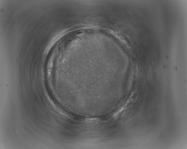 X0000071900055200607281813