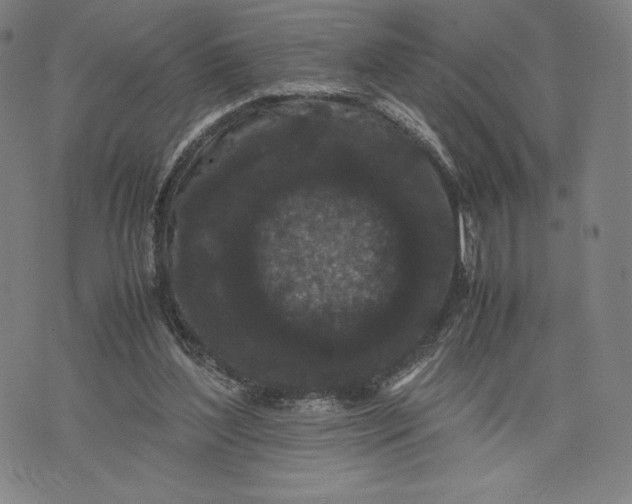 X0000071900204200607281812