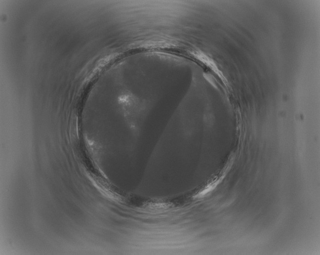 X0000071900205200607281812