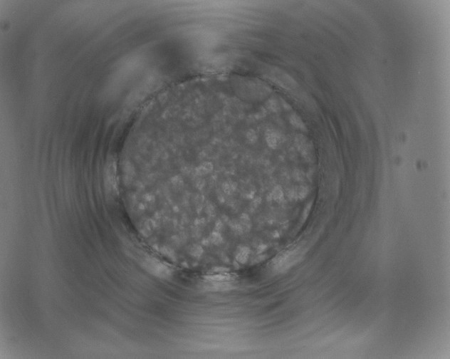 X0000071900240200607281811