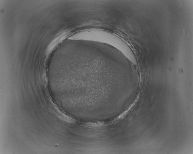 X0000071900245200607281810