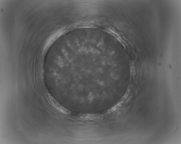 X0000071900293200607281810