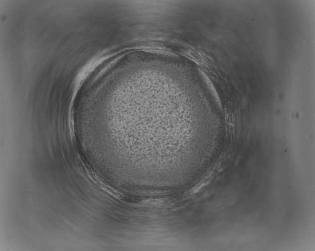 X0000071900294200607281810