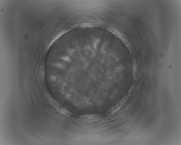 X0000071900297200607281810