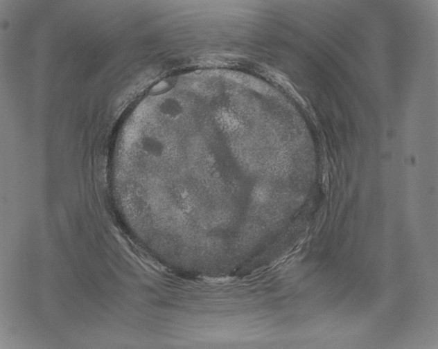 X0000071900299200607281810