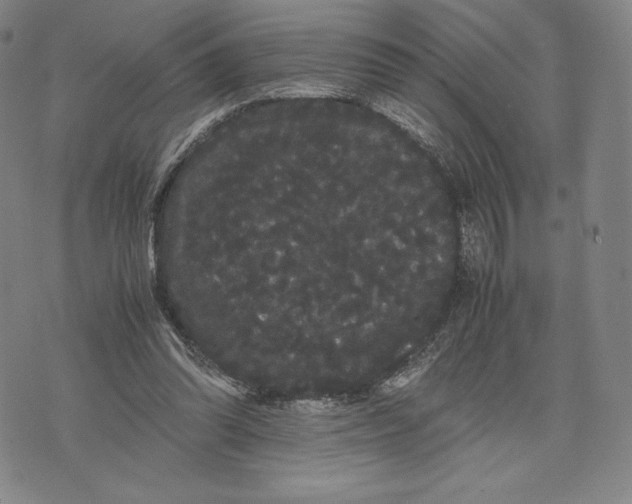 X0000071900302200607281810