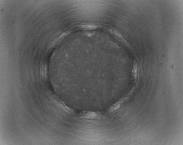 X0000071900330200607281809