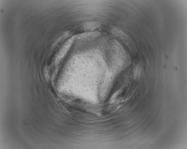 X0000071900335200607281809