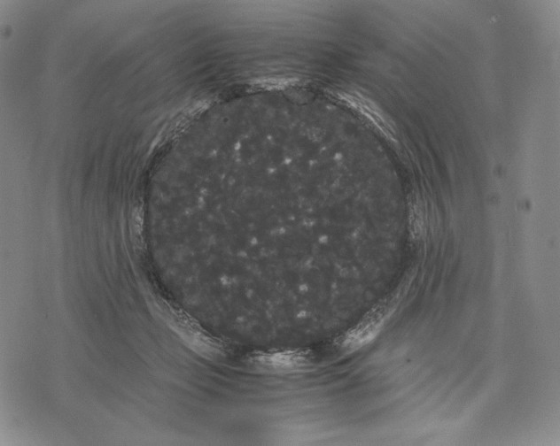 X0000071900365200607281809