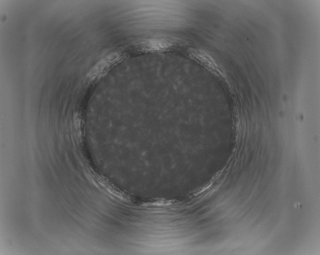 X0000071900366200607281809