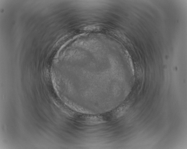 X0000071900375200607281809