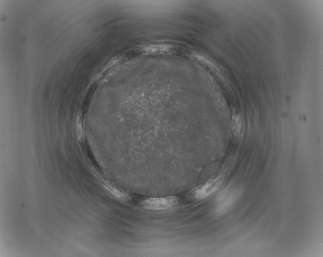 X0000071900381200607281809