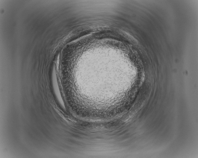 X0000071900405200607281808