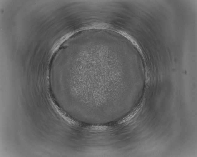 X0000071900437200607281807