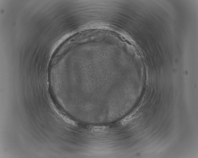 X0000071900438200607281807