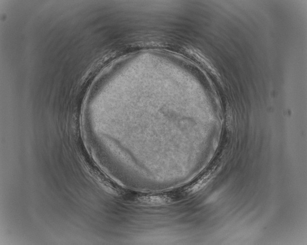 X0000071900449200607281807