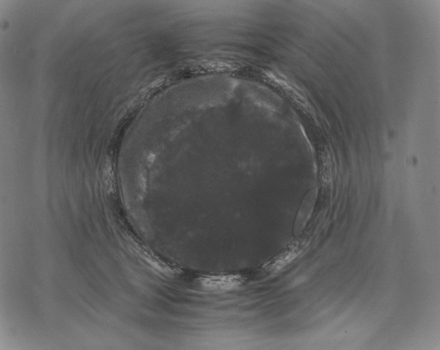 X0000071900465200607281808