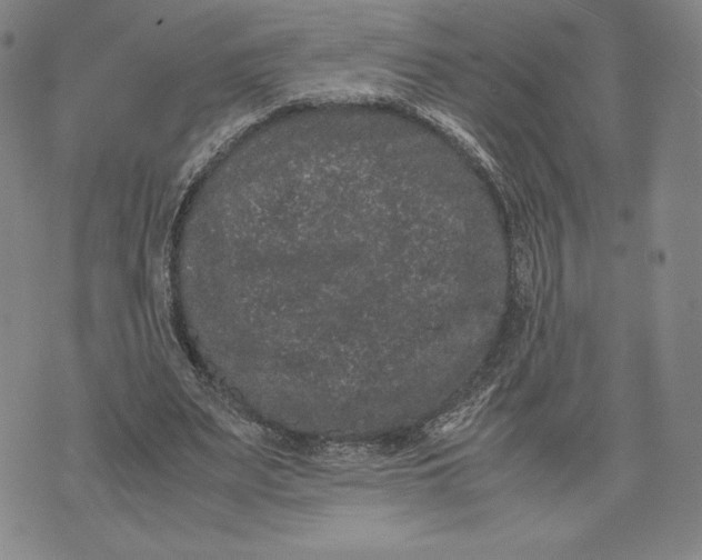 X0000071900487200607281807