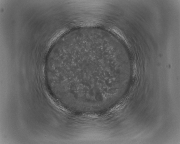 X0000071900491200607281807