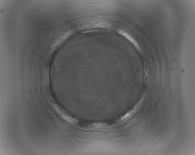 X0000071900493200607281807