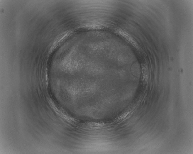 X0000071900494200607281807