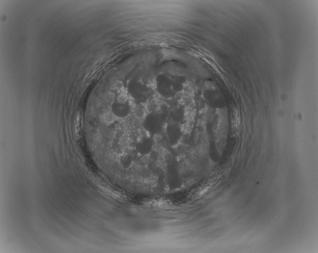 X0000071900503200607281807