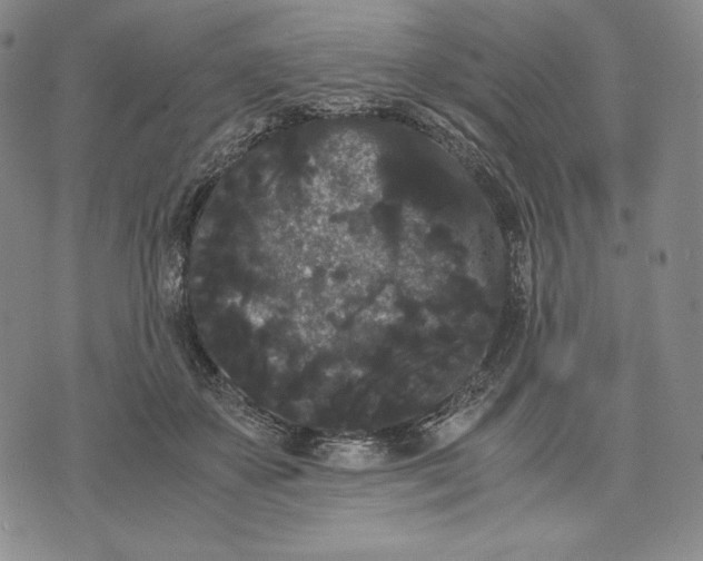 X0000071900507200607281807