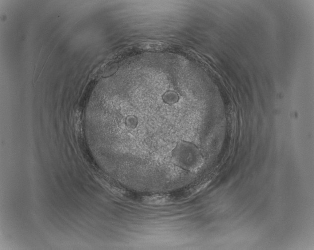 X0000071900511200607281807